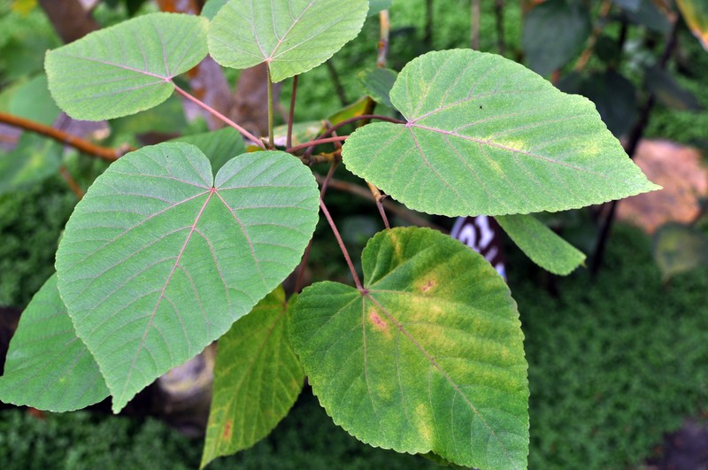 Ruizia mauritiana photo 3