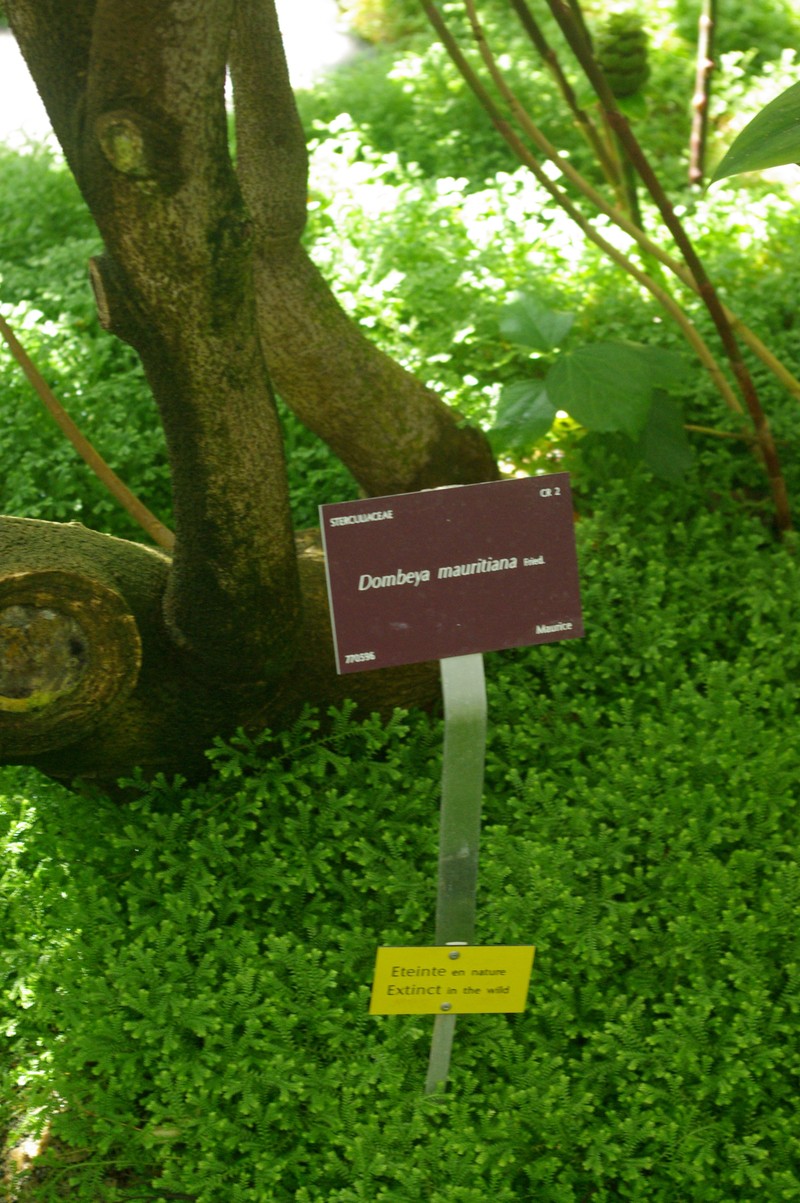 Ruizia mauritiana photo 5