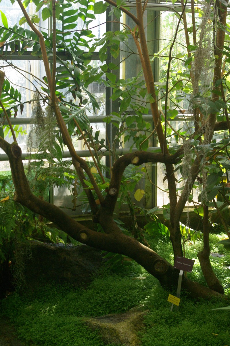 Ruizia mauritiana photo 6