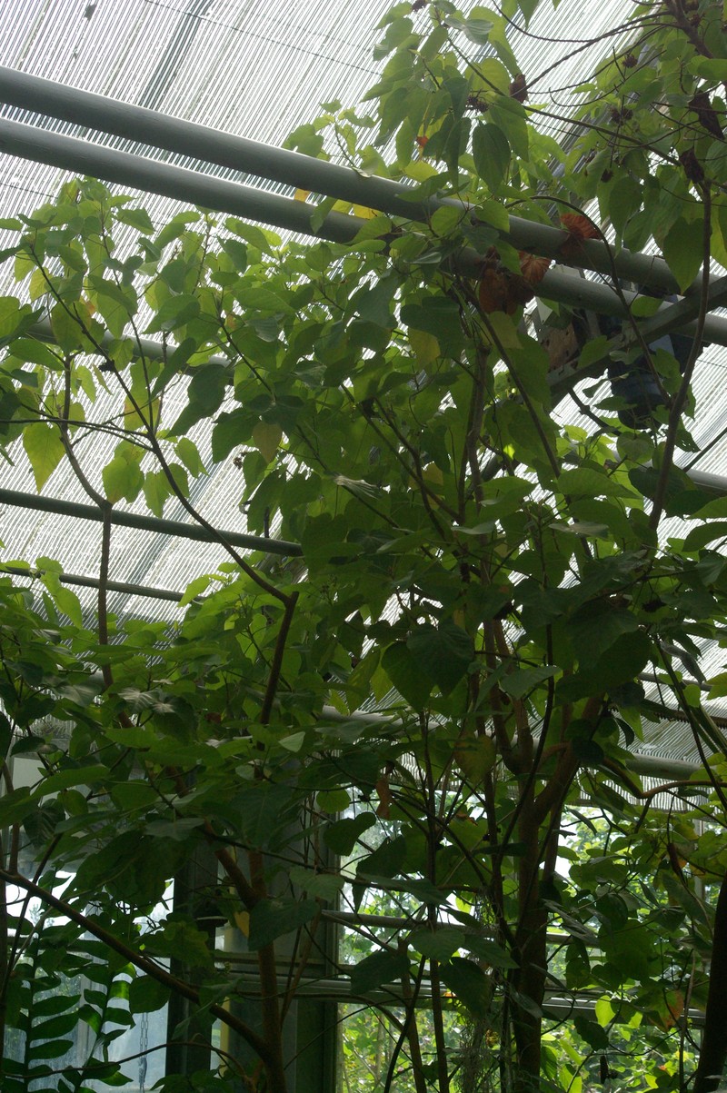 Ruizia mauritiana photo 7