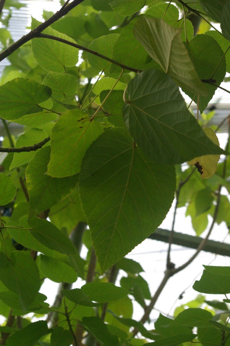 Ruizia mauritiana photo 8