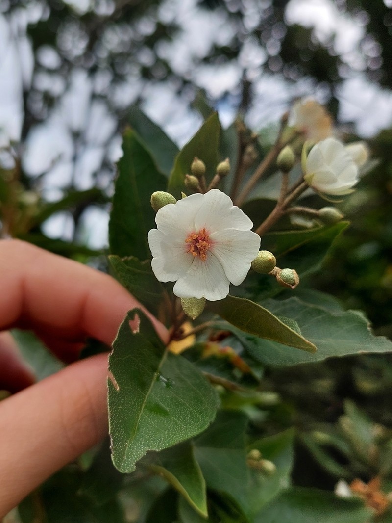 Ruizia parviflora