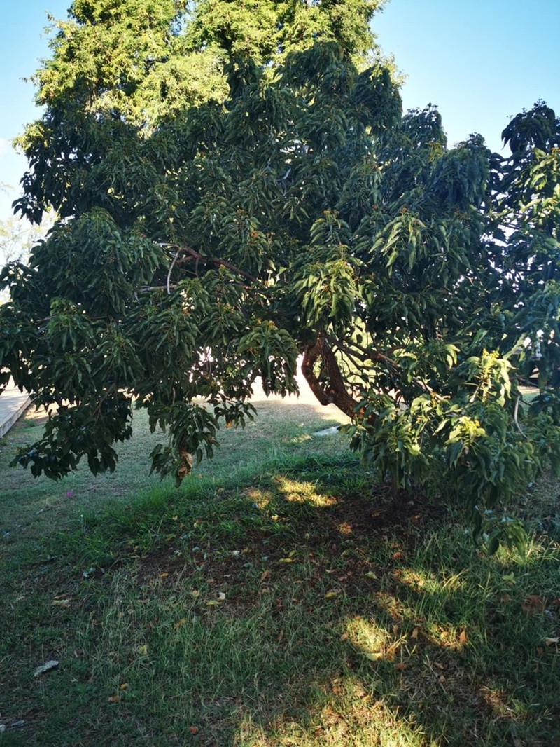 Ruizia populnea photo 2