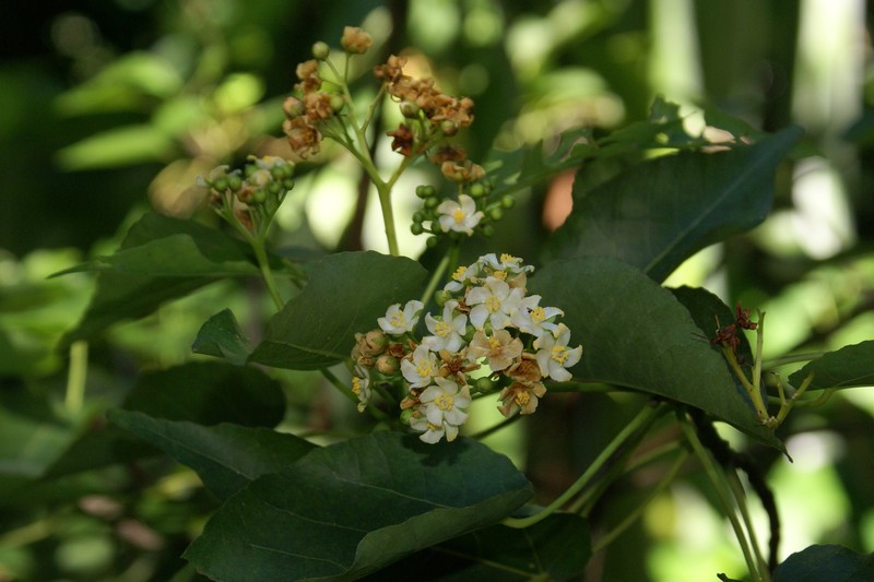 Ruizia populnea