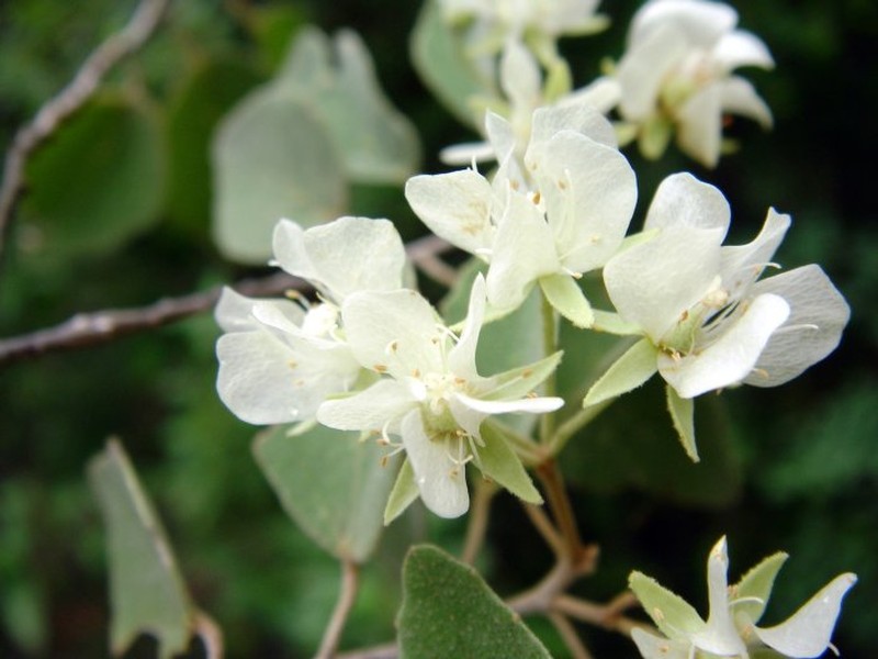 Ruizia tremula