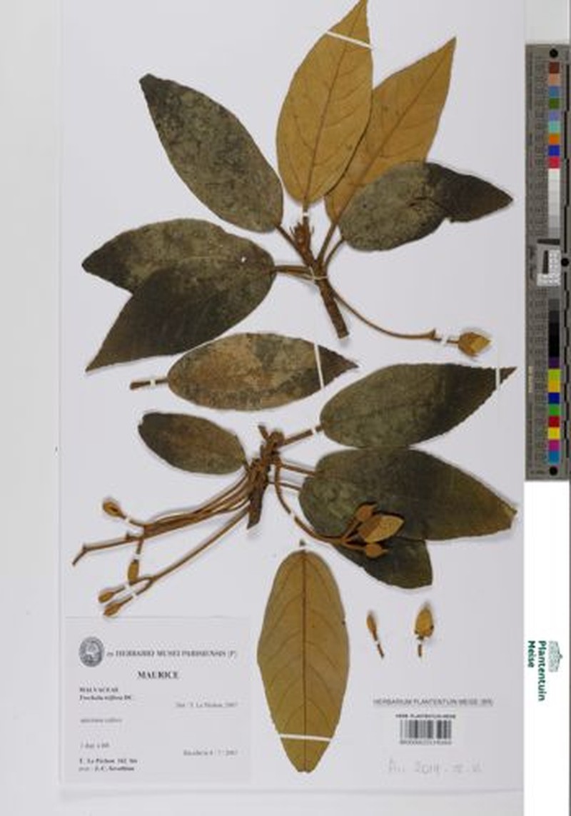 Ruizia triflora