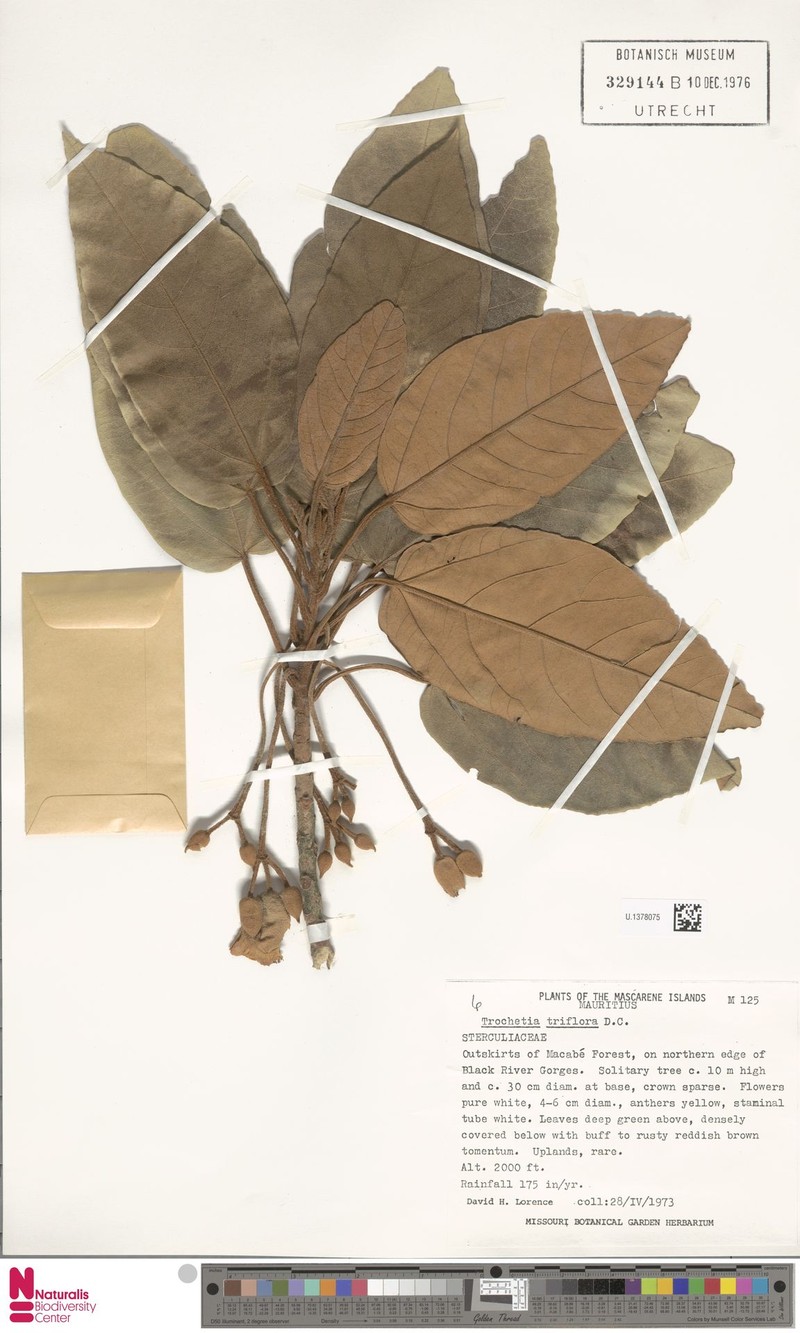 Ruizia triflora photo 2