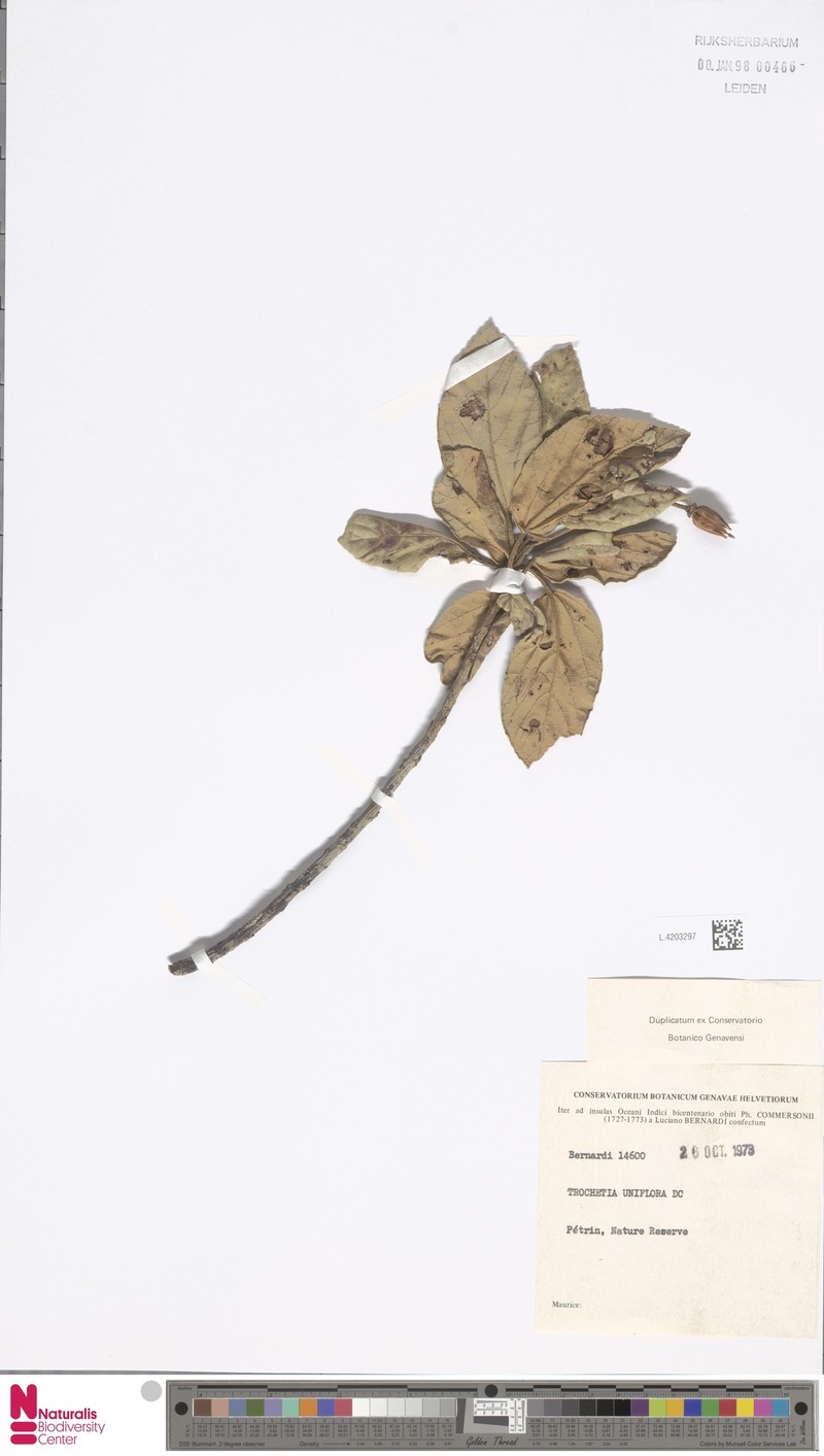 Ruizia uniflora photo 3