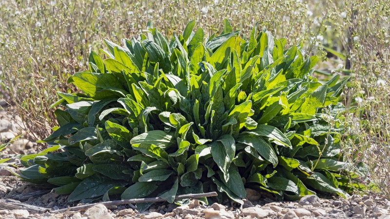Garden Sorrel