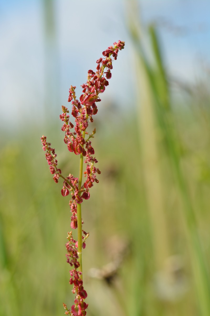 Garden Sorrel photo 2