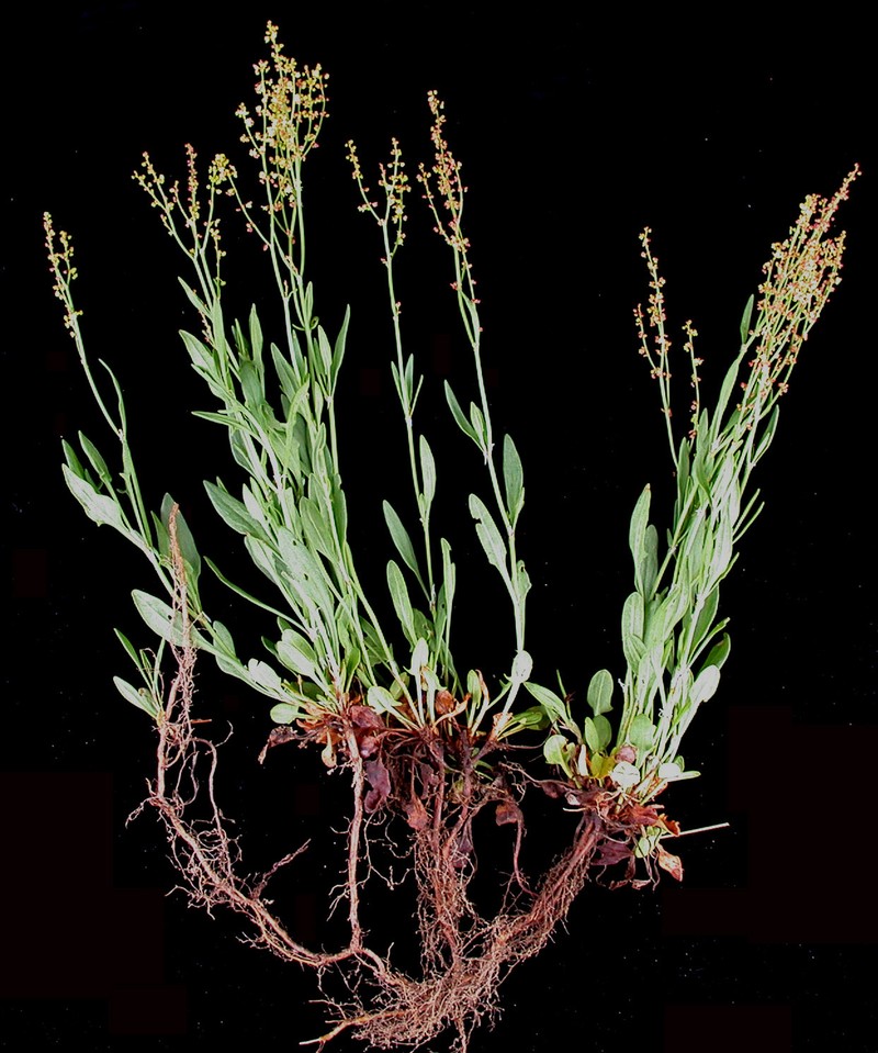 Common Sheep Sorrel photo 4