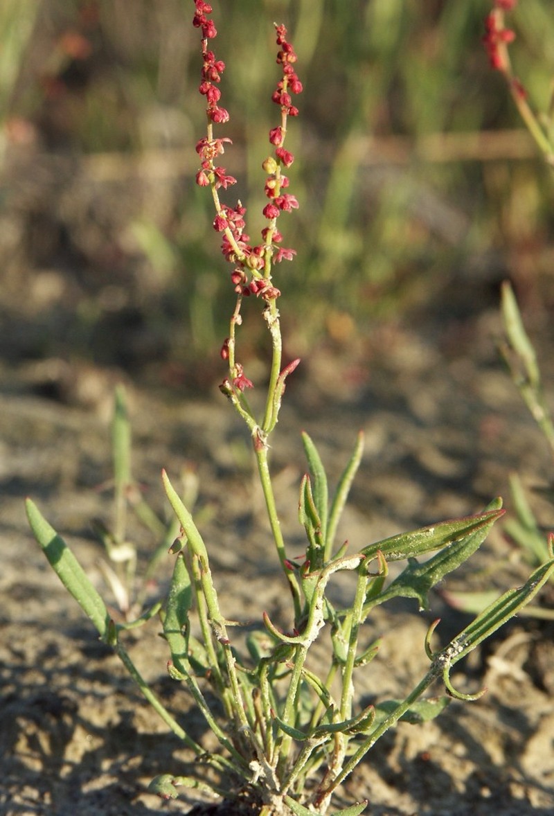Common Sheep Sorrel