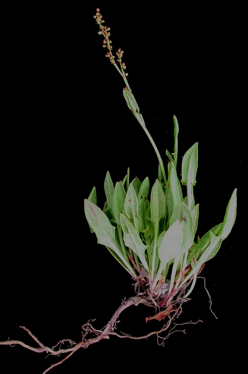 Common Sheep Sorrel photo 2