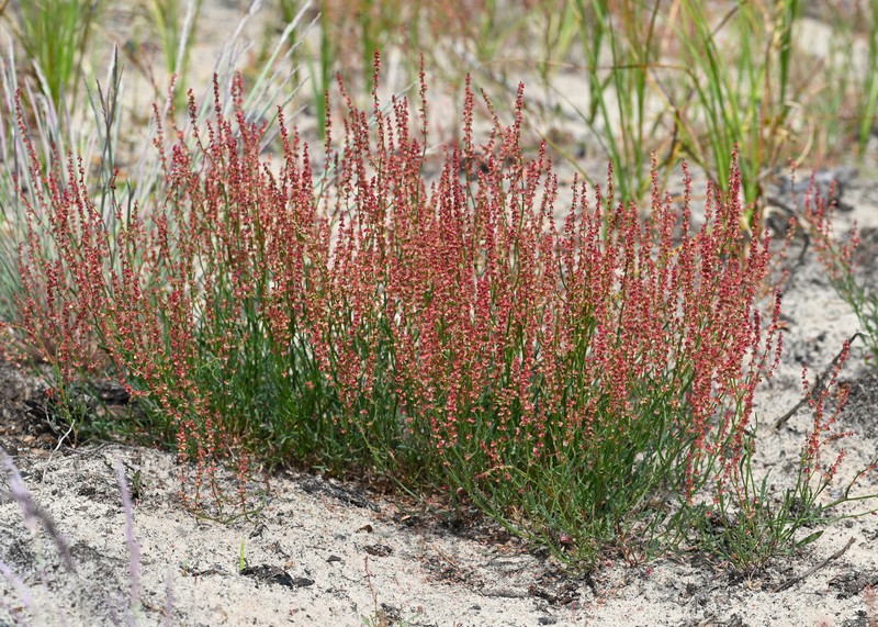 Common Sheep Sorrel photo 3