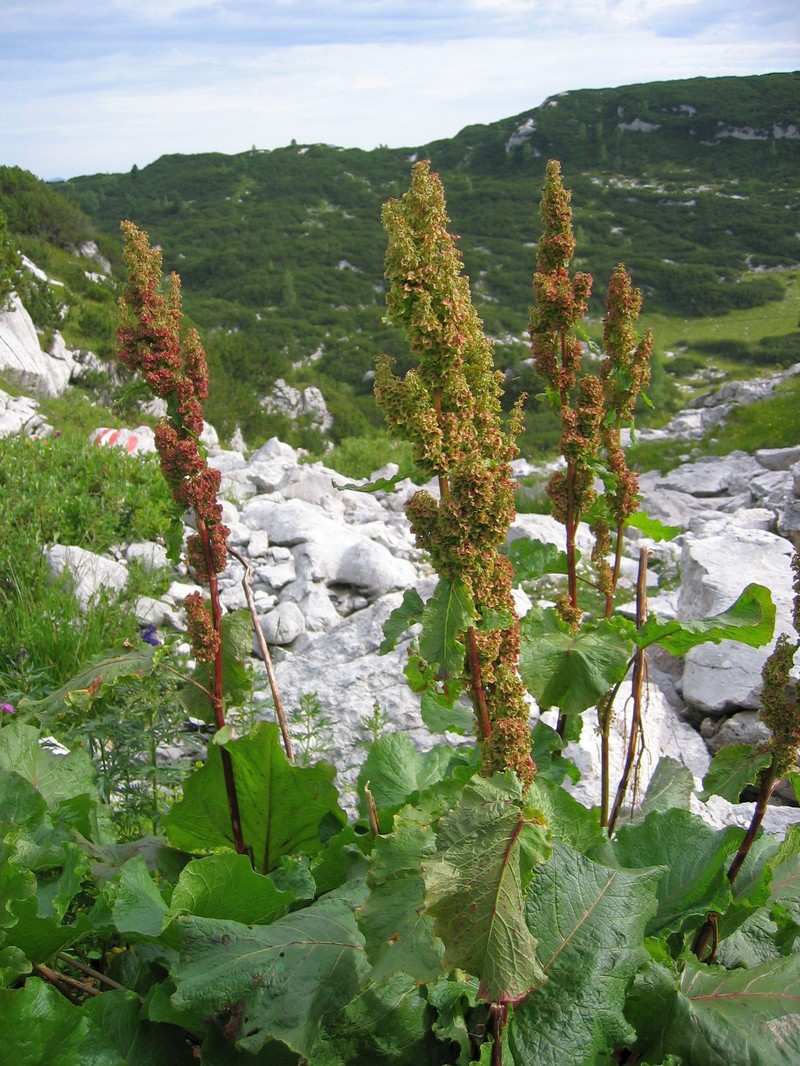 Munk's Rhubarb photo 2