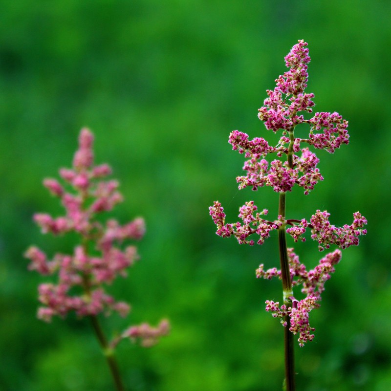 Munk's Rhubarb photo 3