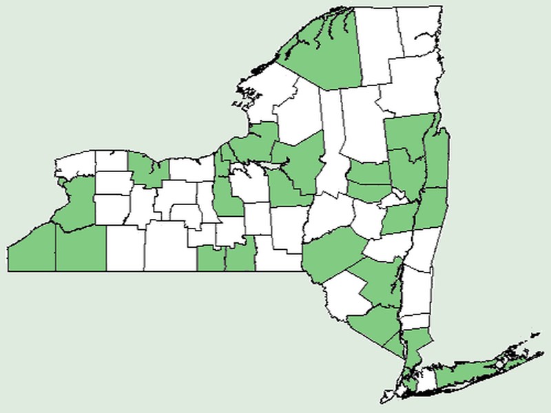 Pale Dock photo 6