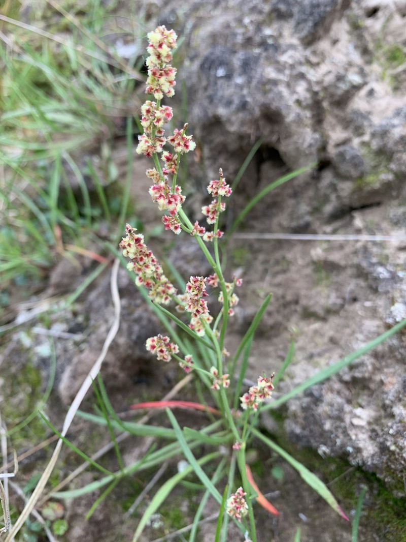 Grassleaf Sorrel photo 2