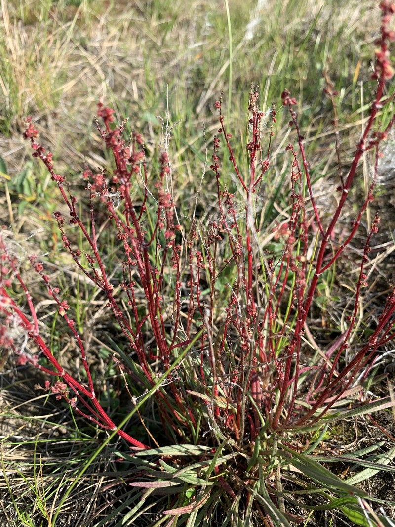 Grassleaf Sorrel photo 3