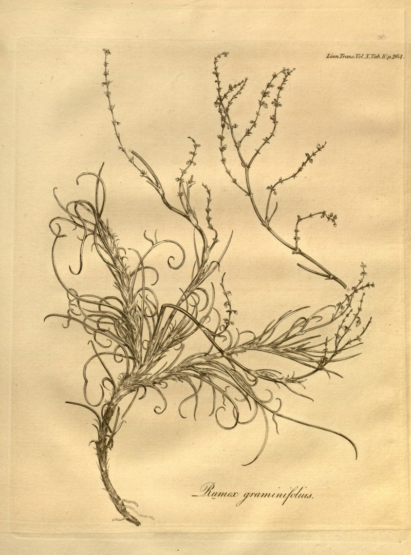 Grassleaf Sorrel photo 4