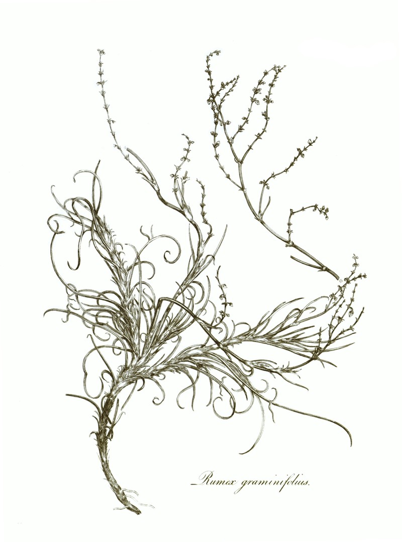 Grassleaf Sorrel photo 5