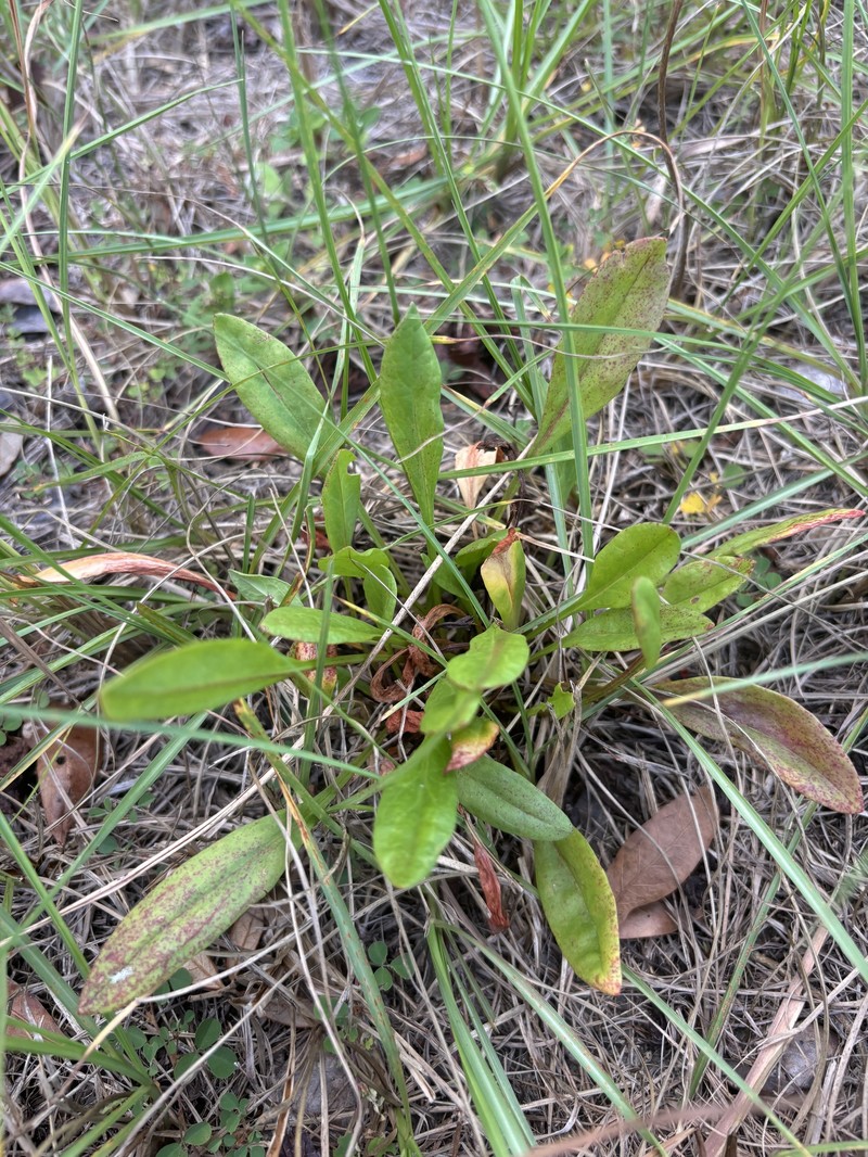 Heartwing Sorrel photo 5