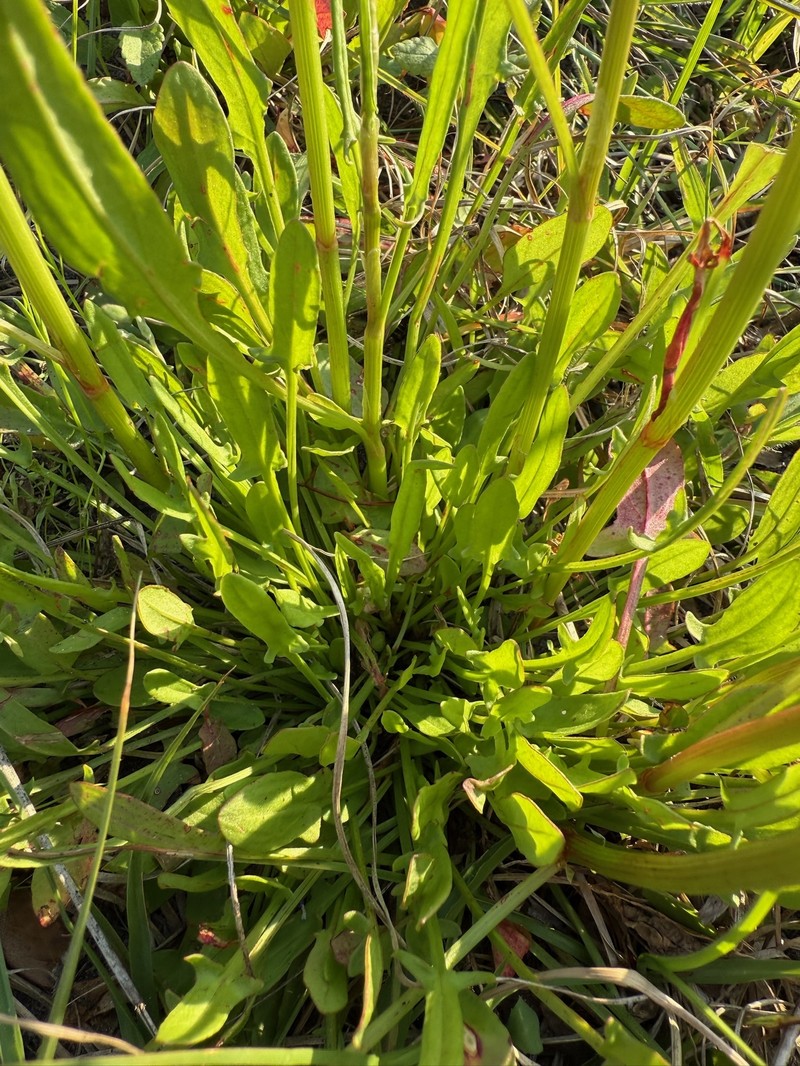 Heartwing Sorrel photo 3