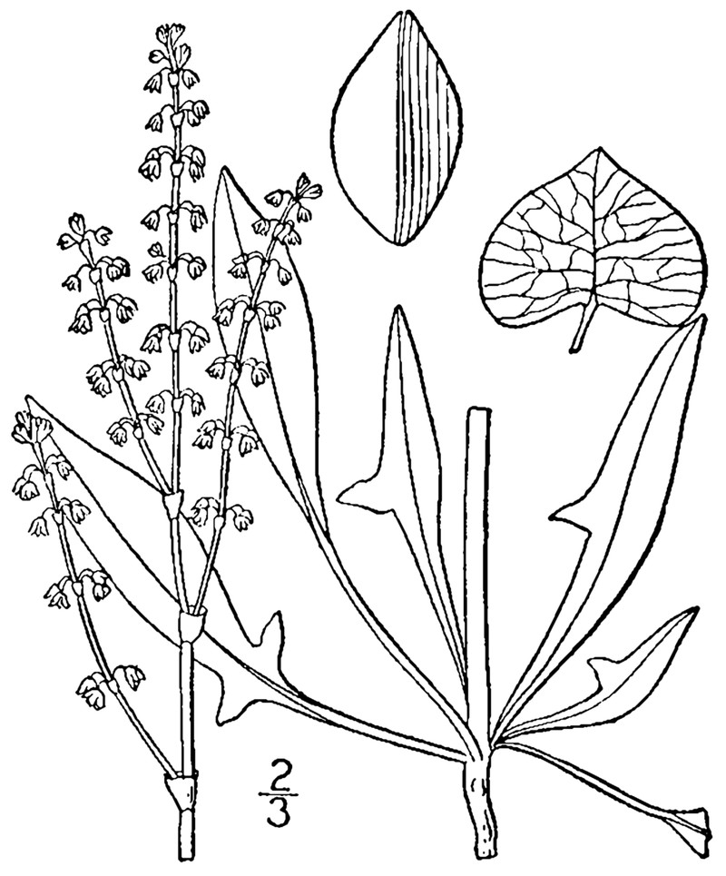 Heartwing Sorrel photo 4