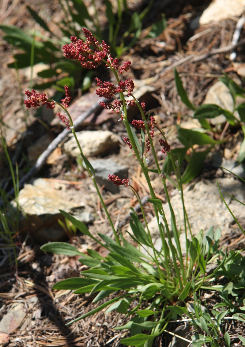 Alpine Sheep Sorrel photo 4