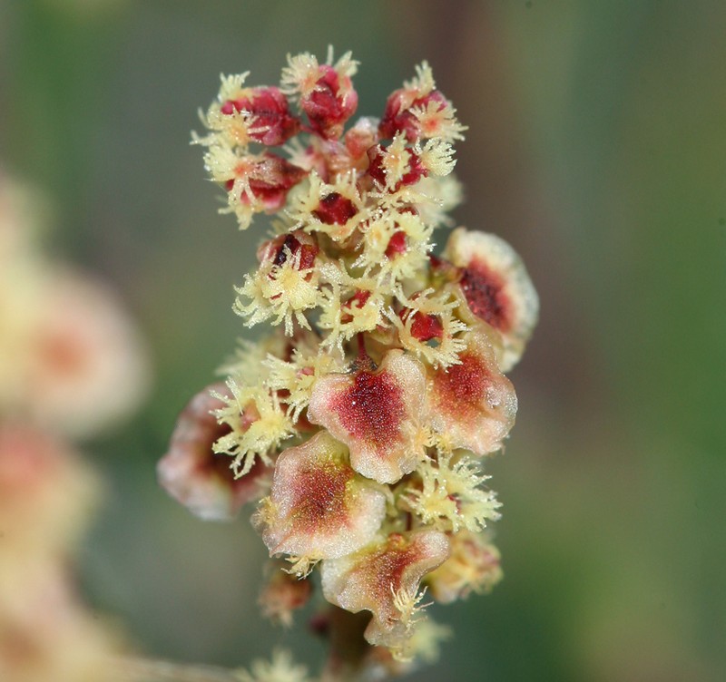 Alpine Sheep Sorrel photo 5