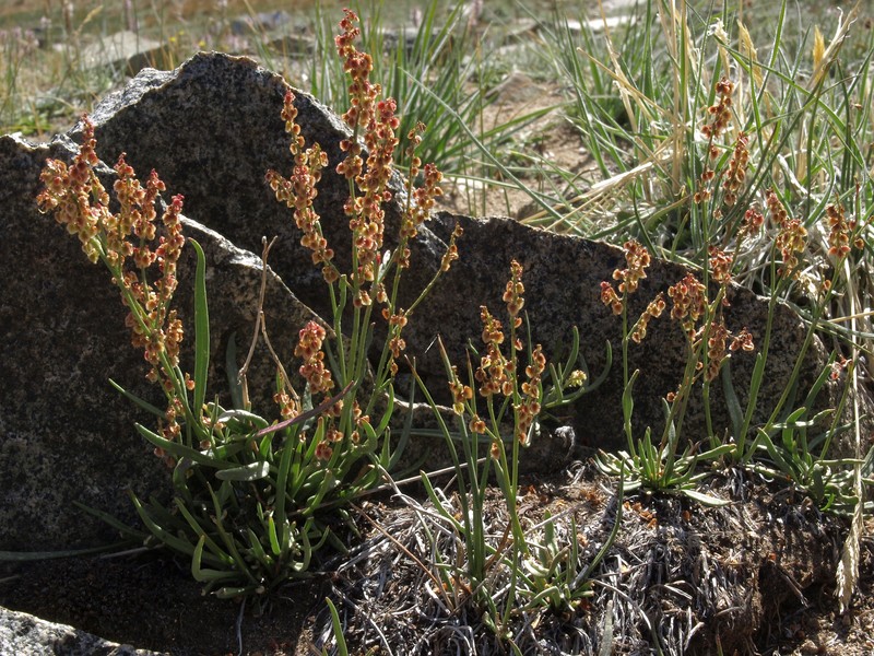 Alpine Sheep Sorrel