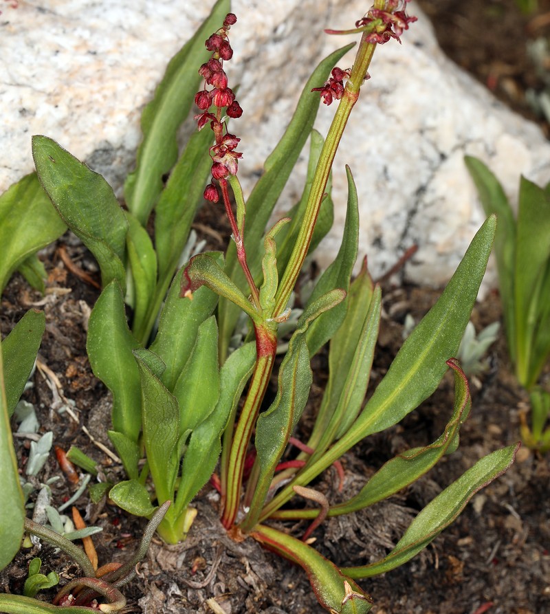 Alpine Sheep Sorrel photo 2