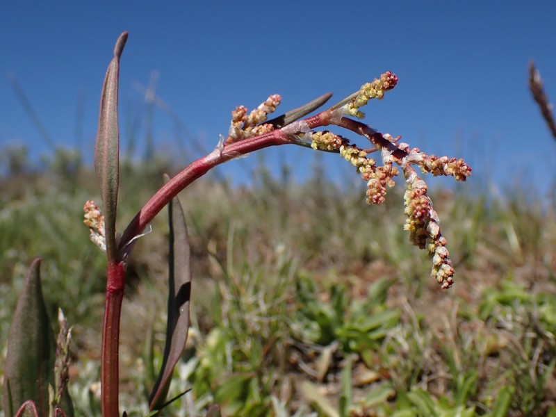 Alpine Sheep Sorrel photo 3