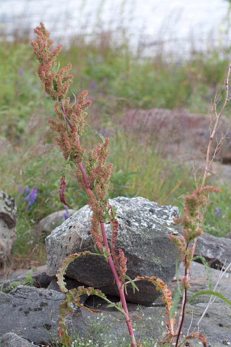 Field Dock photo 2