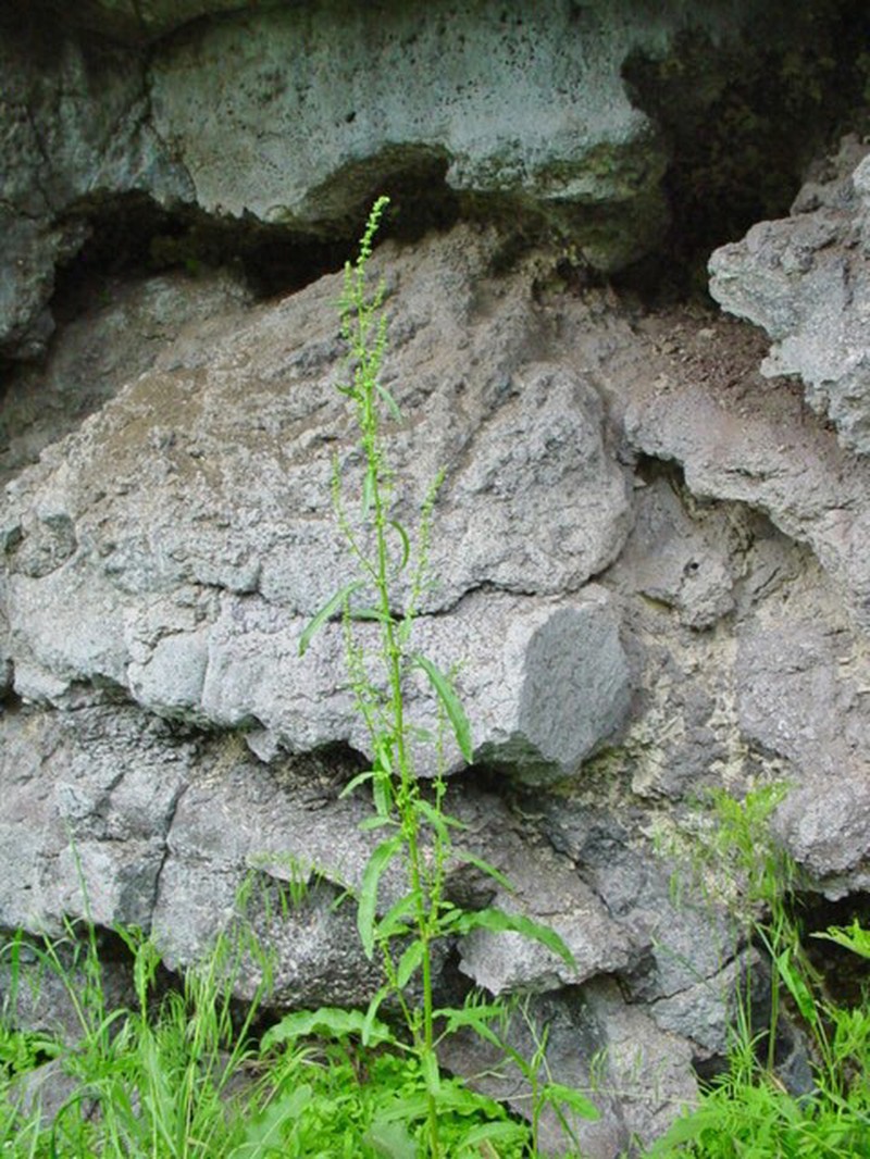 Willow Dock photo 2