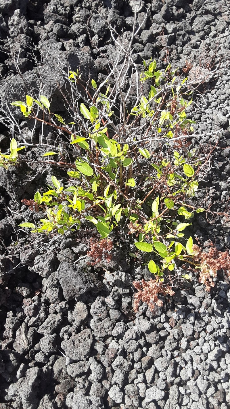 Lava Dock photo 2