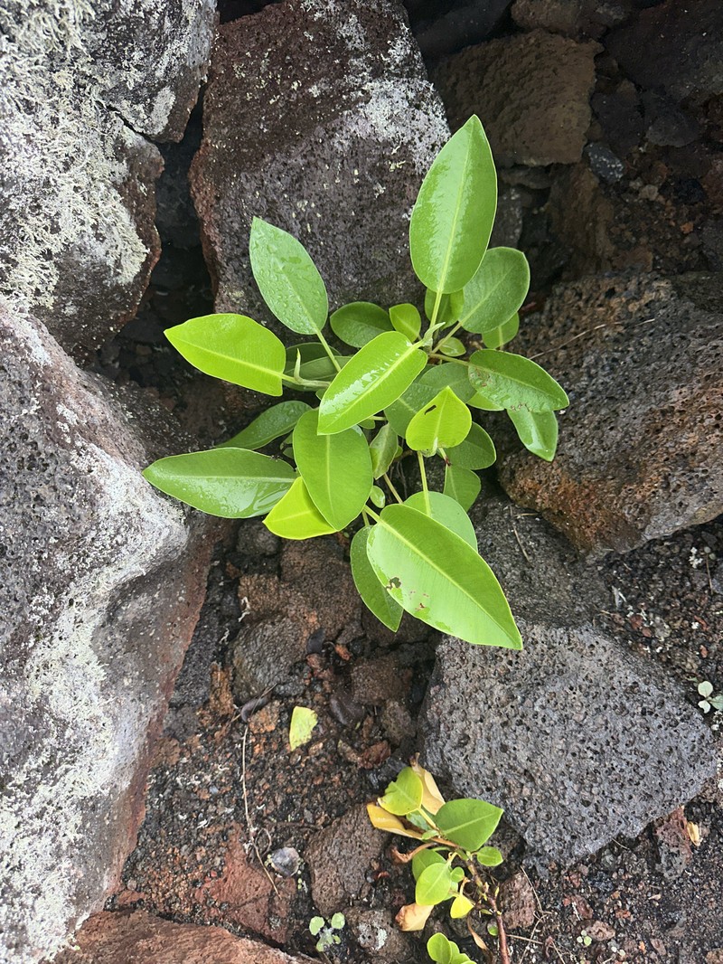 Lava Dock photo 3