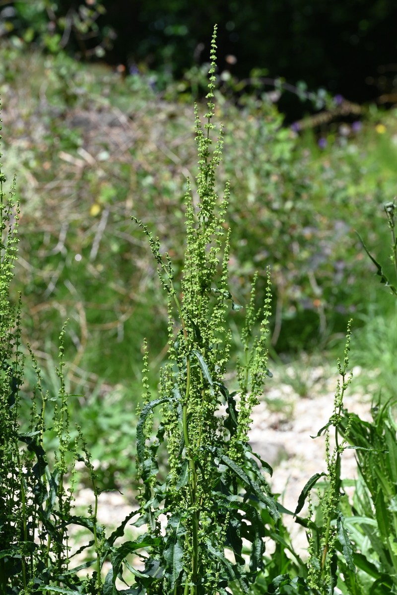 Narrowleaf Dock photo 2