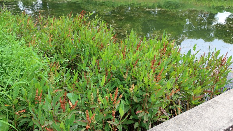 Swamp Dock photo 5