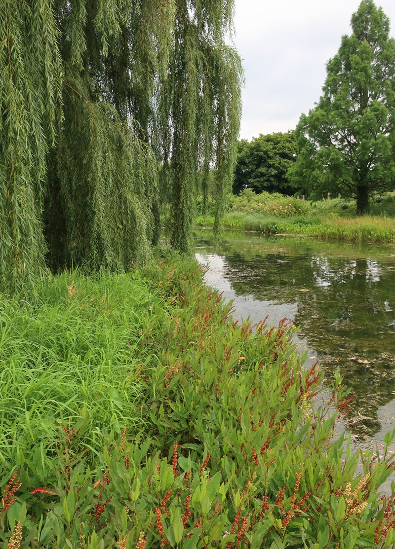 Swamp Dock photo 6