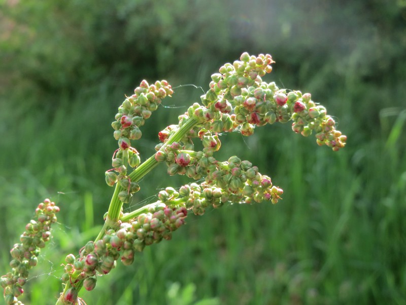 Garden Sorrel photo 4