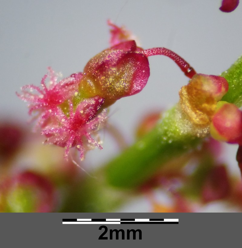 Garden Sorrel photo 5