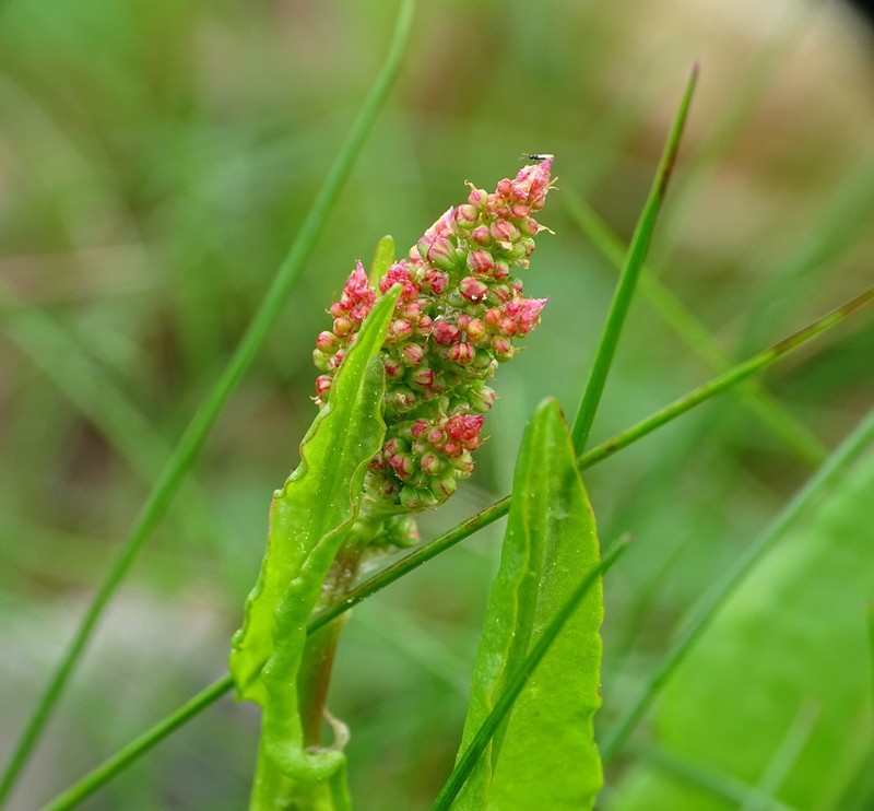 Garden Sorrel photo 7
