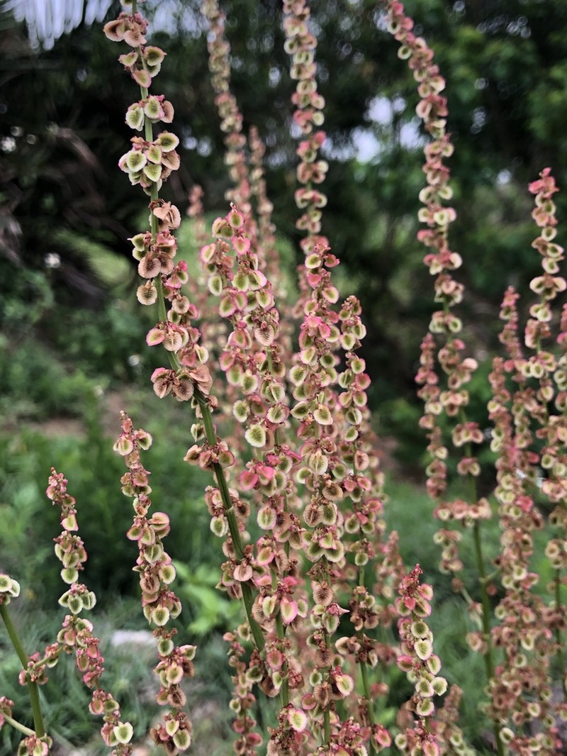 Garden Sorrel photo 8