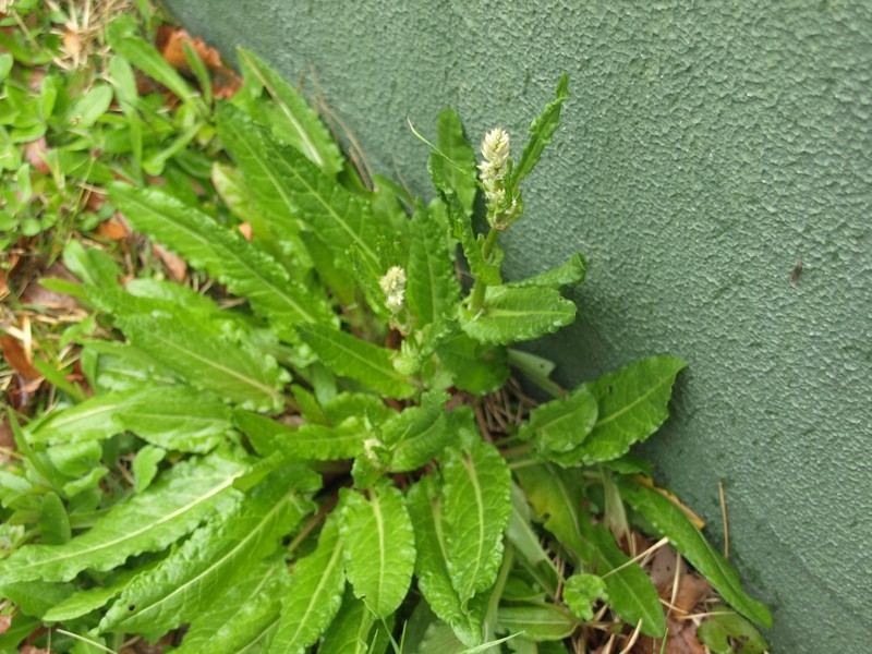 Rumex acetosa subsp. acetosa