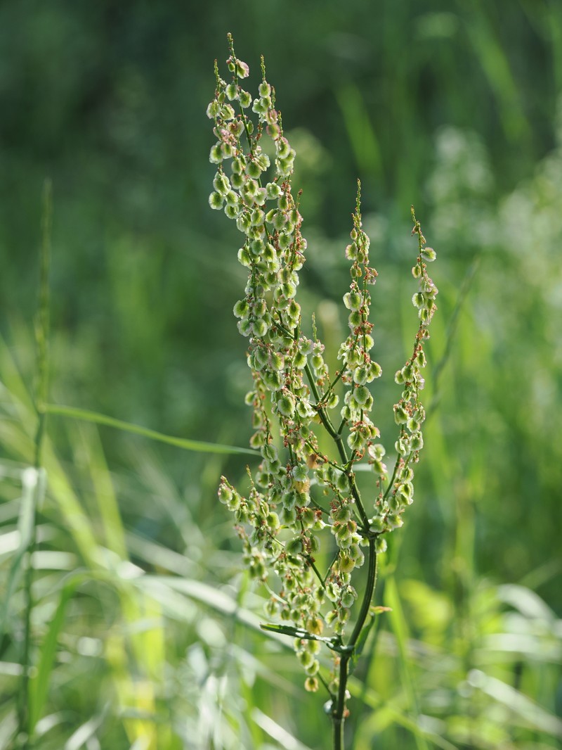 Rumex acetosa subsp. acetosa photo 2