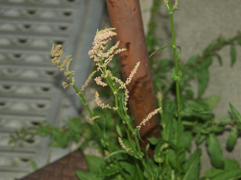 Rumex acetosa subsp. acetosa photo 3