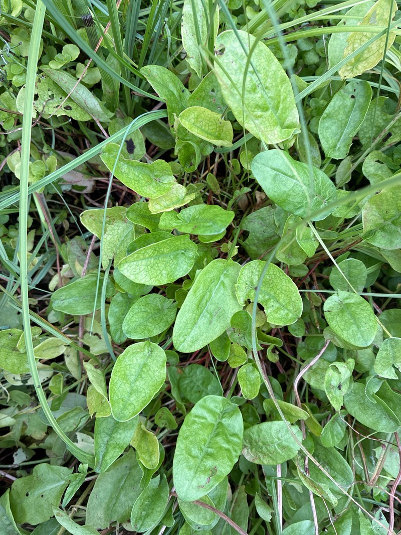 Rumex acetosa var. hydrophilus
