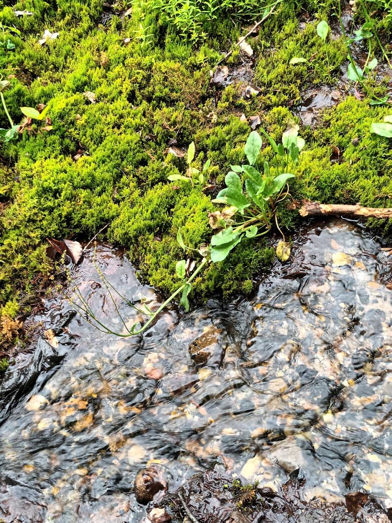 Rumex acetosa var. hydrophilus photo 2