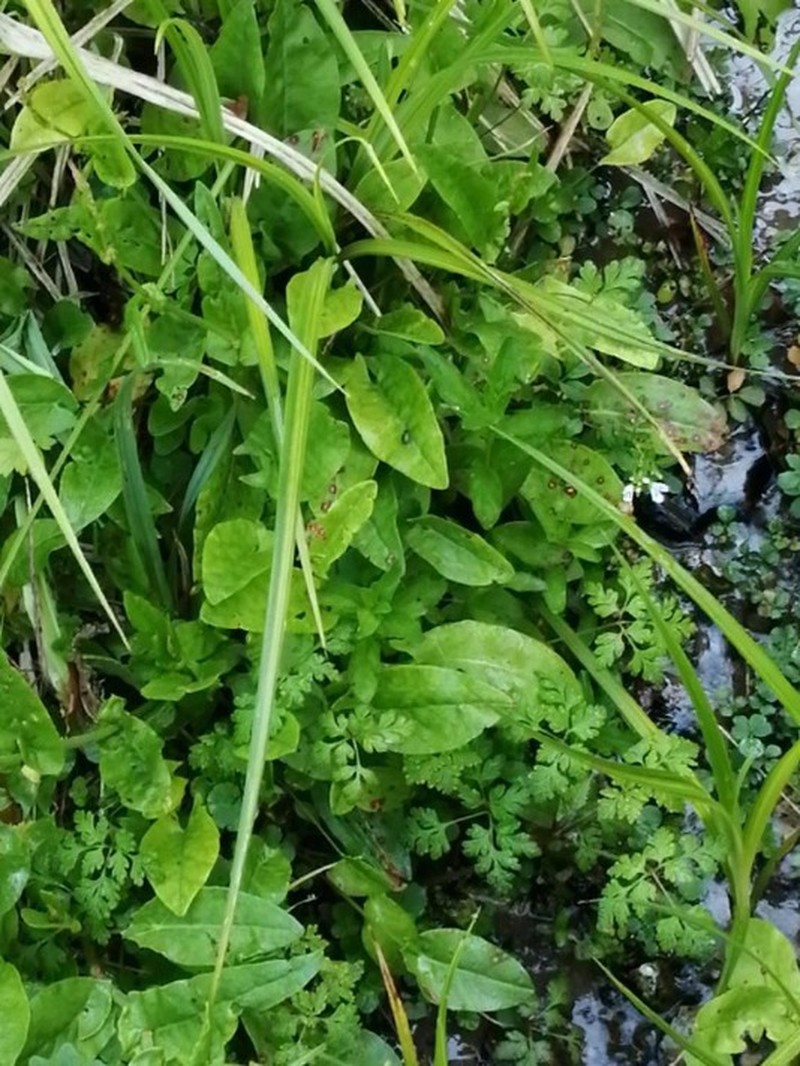Rumex acetosa var. hydrophilus photo 3